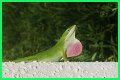 Are Green Anole Lizards Good Pets?