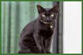 Can a Bombay cat have green eyes? – Janet-Panic.com