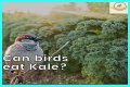 Can Birds Eat Herbs? - Kylon Powell