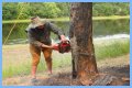 Cut down as a tree limb
