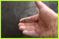 How long will minnows stay alive?