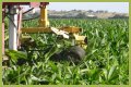 Why do farmers cut the tassels off corn?